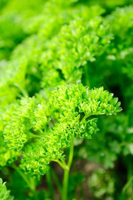 Petersilienwurzelpulver Salbe