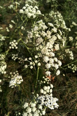 Haarstrangwurzel Salbe