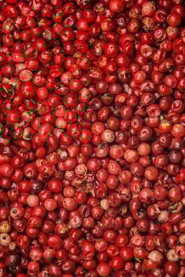 Pfeffer, rosa Tropfen - Tinktur