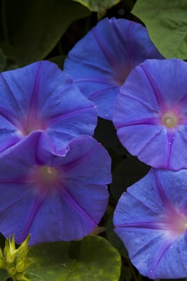 Trichterwindensamen Tropfen - Tinktur