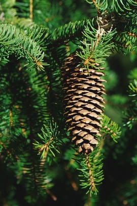 Fichtennadeln