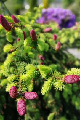 Fichtenharz Tropfen - Tinktur