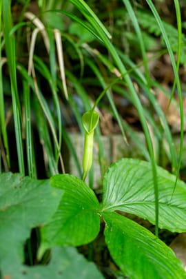 Pinelliaknolle, vorbehandelt Salbe