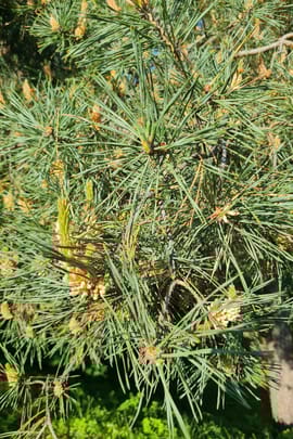 Kiefernsprossen Tropfen - Tinktur