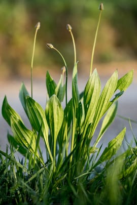 Wegerichsamen Tropfen - Tinktur
