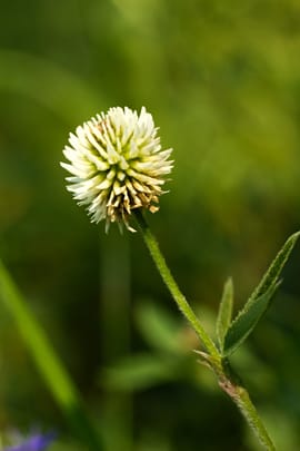 Flohsamen indisch, gelb