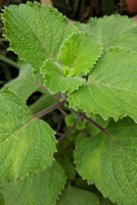 Patchoulikraut Salbe