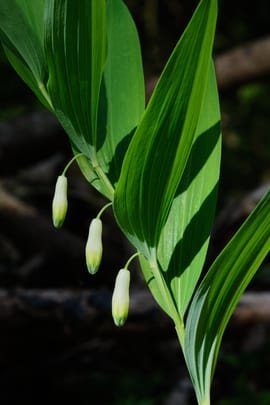 Wohlriechender Salomonssiegel