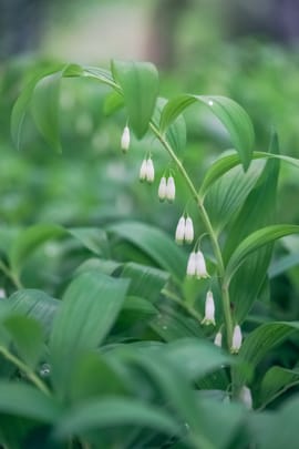 Sibirischer Weißwurzwurzelstock, vorbehandelt Tropfen - Tinktur