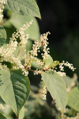 Buschknöterichwurzelstock Tropfen - Tinktur