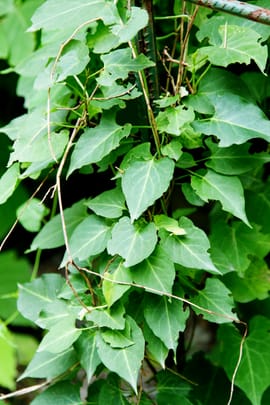 Knöterichwurzel Salbe