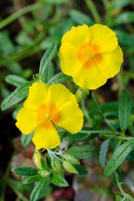 Goldenes Fingerkraut