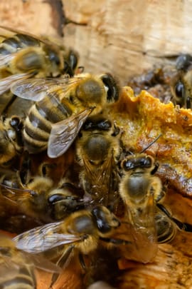 Propolis Tropfen - Tinktur