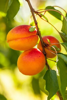 Pfirsichsamen, vorbehandelt Salbe