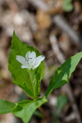 Pseudostellariawurzel Salbe