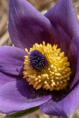 Chinesische Hasenohrwurzel Salbe