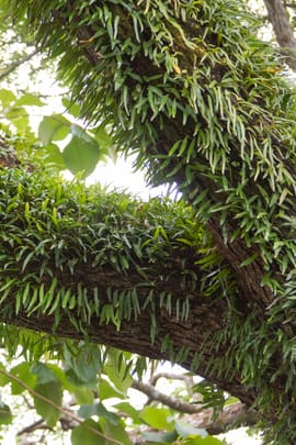 Pyrrosiablätter Salbe