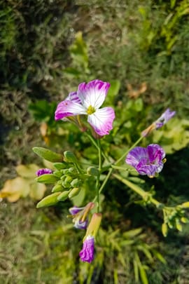 Rettichsamen Tropfen - Tinktur