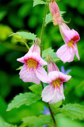 Rehmanniawurzel praep.