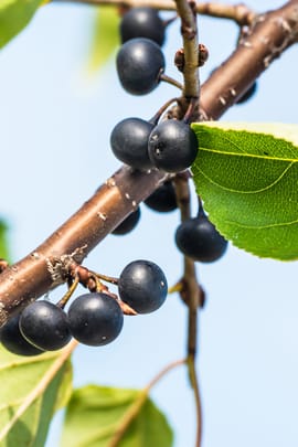 Kreuzblumenwurzel, vorbehandelt