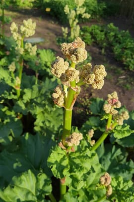 Rhabarberwurzel Tropfen - Tinktur