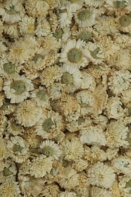 Römische Kamille Tropfen - Tinktur