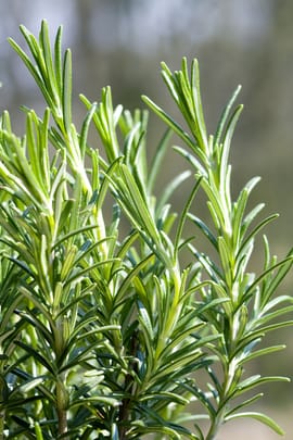 Rosmarinblätter Tropfen - Tinktur