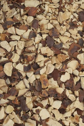 Roßkastanienfrüchte