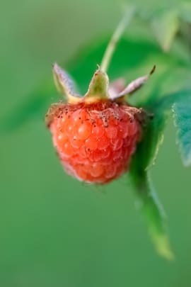 Chinesische Himbeerfrüchte Salbe