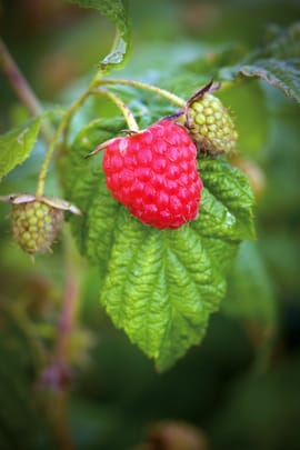Himbeerblätter Tropfen - Tinktur