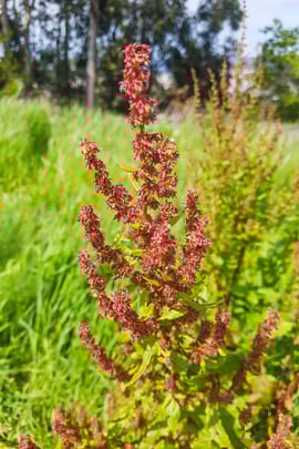 Sauerampfer Tropfen - Tinktur