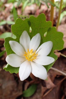 Kanadische Blutwurz Salbe