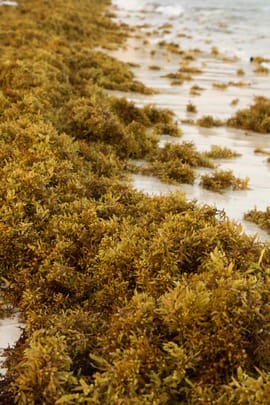 Beerentang Tropfen - Tinktur