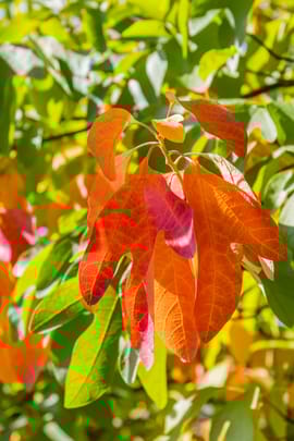 Sassafrasholz Pulver Tropfen - Tinktur