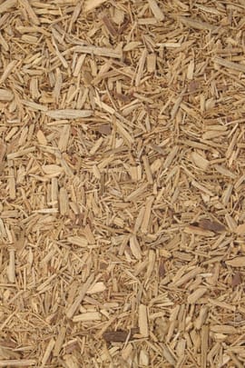 Sassafrasholz Pulver Tropfen - Tinktur