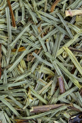 Schachtelhalmkraut