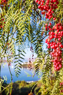 Pfeffer, rosa Tropfen - Tinktur