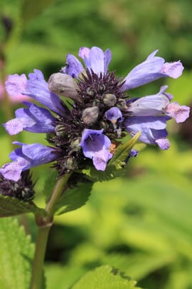 Schizonepetakraut Salbe