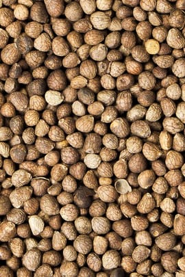 Schwarznesselfrucht Salbe