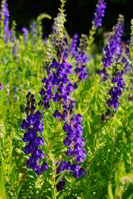 Baikalhelmkrautwurzel