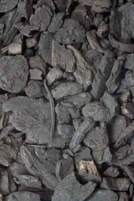 Seifenbohnendornen Tropfen - Tinktur