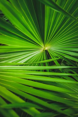 Sägepalmenfrüchte Tropfen - Tinktur