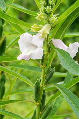 Sesamsamen, schwarz Salbe