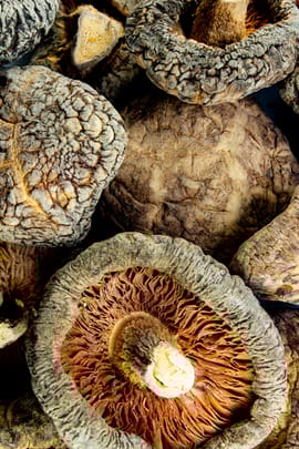 Shiitake Tropfen - Tinktur