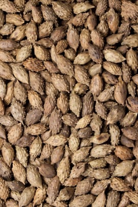 Sibirische Spitzklettenfrucht, vorbehandelt Tropfen - Tinktur