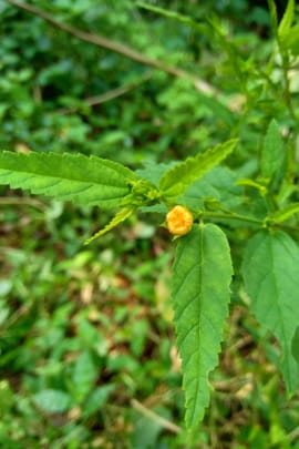 Sida acuta Tropfen - Tinktur