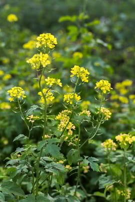 Chinesische Senfsamen