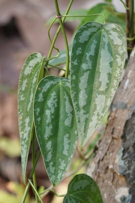 Stechwindenwurzelstock Tropfen - Tinktur