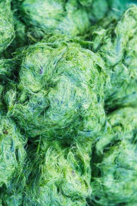 Spirulina Algen pulv. Tropfen - Tinktur