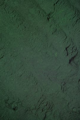 Spirulina Algen pulv.